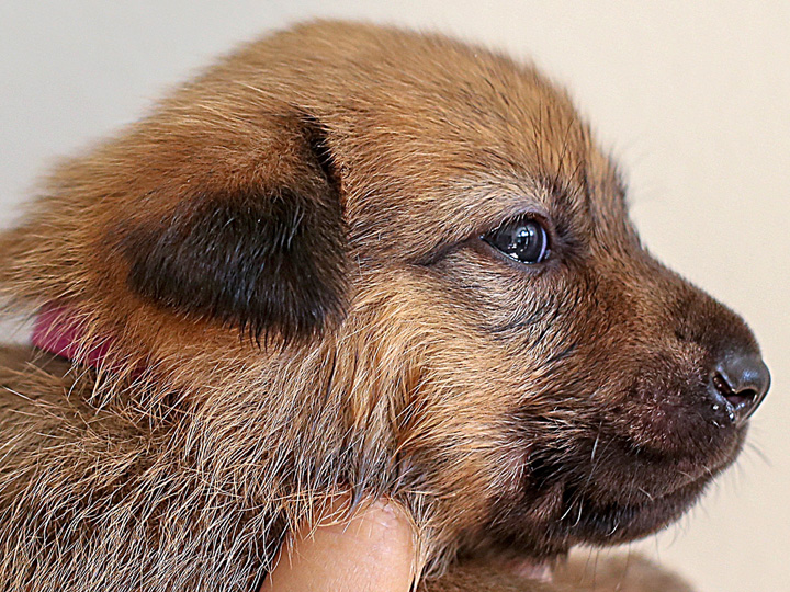 chinook puppy